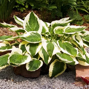 Hosta Funkia Patriot 1 szt. sadzonka sadzonki - Nasiona i cebule - miniaturka - grafika 1