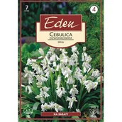 Nasiona i cebule - Cebulica dzwonkowata biała 7 sztuk Eden - miniaturka - grafika 1