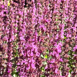 Szałwia omszona Różowa 'Synchro Pink' (Salvia nemorosa) W Doniczce 1L - Nasiona i cebule - miniaturka - grafika 1