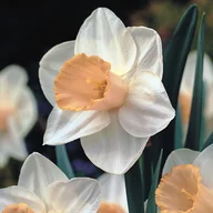 Nasiona i cebule - Narcyz Trąbkowy Salome 5szt Narcyzy cebulki cebule - miniaturka - grafika 1