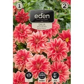 Nasiona i cebule - Dalia karłowa balkonowa Berliner Kleene 1 sztuka Eden - miniaturka - grafika 1