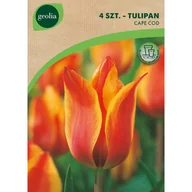 Nasiona i cebule - Tulipan Cape Cod 11/12 4szt. cebulki kwiatów Geolia - miniaturka - grafika 1