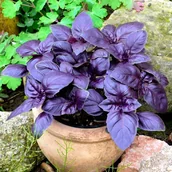 Nasiona i cebule - BAZYLIA CZERWONA aromatyczna przyprawa NASIONA ZIÓŁ WARZYW p. DE8001612025398; - miniaturka - grafika 1