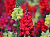 Nasiona i cebule - LWIA PASZCZA wysoka czerwona NASIONA kwiatów p. PL102/23/4617/L13/A - miniaturka - grafika 1