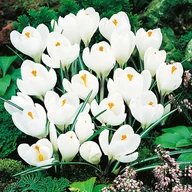 Nasiona i cebule - Krokus Biały 100 szt Krokusy cebulki krokusów - miniaturka - grafika 1