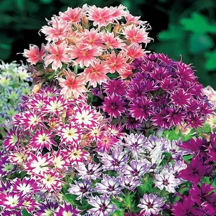 Legutko sp. z o.o Nasiona Floks gwiaździsty mieszanka, 0,5g - Nasiona i cebule - miniaturka - grafika 1