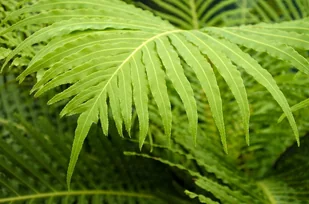 Blechnum Gibbum Silver Lady Paproć P12 - Kwiaty doniczkowe - miniaturka - grafika 1