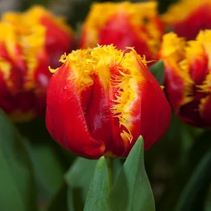 Tulipan Strzępiasty Davenport 5 szt cebulki Tulipany - Nasiona i cebule - miniaturka - grafika 1