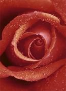 Fototapety - Wizard Czerwona Róża - fototapeta FT368 - miniaturka - grafika 1