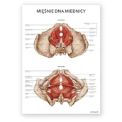 Mapy i plansze edukacyjne - Plakat anatomiczny - Mięśnie dna miednicy kobiety - Marta Pawelec - miniaturka - grafika 1