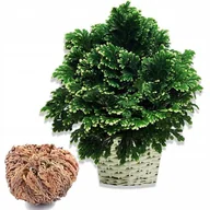 Nasiona i cebule - Widliczka Róża jerychońska zmartwychwstanka 1 szt. - miniaturka - grafika 1