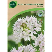 Nasiona i cebule - Czosnek Roseum 5+ 10szt. Cebulki kwiatów Geolia - miniaturka - grafika 1