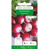 Nasiona i cebule - Rzodkiewka Krakowianka nasiona W.Legutko - miniaturka - grafika 1