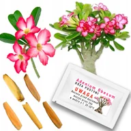 Nasiona i cebule - RÓŻA PUSTYNI adenium obesum 5 nasion Sukulent Drzewko Bonsai NASIONA ŚWIEŻE - miniaturka - grafika 1