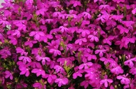 Nasiona i cebule - LOBELIA ZWISAJĄCA CZERWONA 1000 NASION - miniaturka - grafika 1