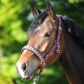 Kantary dla koni - Kavalkade Kantar Classic - miniaturka - grafika 1