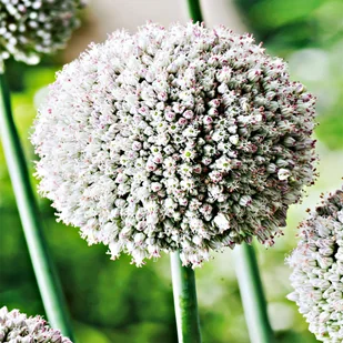 Allium Czosnek Ozdobny White Cloud 5 szt cebulki - Nasiona i cebule - miniaturka - grafika 1