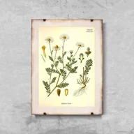 Plakaty - Plakatyw  stylu retro Śmierdzący rumianek botaniczny - miniaturka - grafika 1