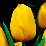 Nasiona i cebule - Tulipan Gigantyczny Conqueror 5 szt cebulki tulipanów Tulipany - miniaturka - grafika 1