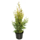 Kwiaty doniczkowe - Thuja Brabant don. 3 l - miniaturka - grafika 1