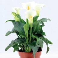 Nasiona i cebule - Zantedeschia Kalla Kalia Alaska 1 szt. cebule cebulki - miniaturka - grafika 1