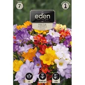 Nasiona i cebule - Frezja pojedyńcza mix 7 sztuk Eden - miniaturka - grafika 1
