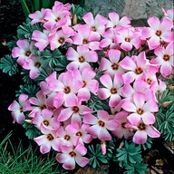 Nasiona i cebule - Oxalis Adenophylla Szczawik Chilijski 5szt cebulki - miniaturka - grafika 1