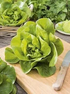 Nasiona i cebule - SAŁATA MASŁOWA KRÓLOWA MAJOWYCH wczesna NASIONA p. 78837CIN0FP ST; - miniaturka - grafika 1