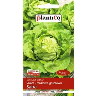 Sałata Saba - Nasiona i cebule - miniaturka - grafika 1