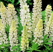 Nasiona i cebule - Nasiona Łubin trwały ogrodowy Noblemaiden Russel biały 2g - W.Legutko - miniaturka - grafika 1