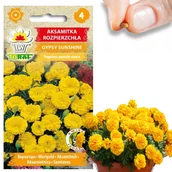 Nasiona i cebule - AKSAMITKA ROZPIERZCHŁA GYPSY SUNSHINE NISKA NASIONA AKSAMITKI ŻÓŁTA 1G - miniaturka - grafika 1