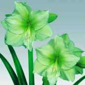 Nasiona i cebule - Hippeastrum Amarylis Limona 1 szt Cebula Amarylisy - miniaturka - grafika 1