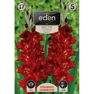 Nasiona i cebule - Mieczyk Traderhorn 17 sztuk Eden - miniaturka - grafika 1