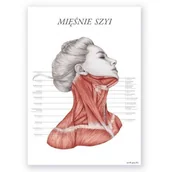 Mapy i plansze edukacyjne - Plakat anatomiczny - Mięśnie szyi - Marta Pawelec - miniaturka - grafika 1