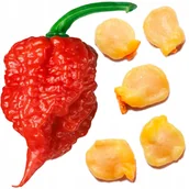 Nasiona i cebule - Nasiona Carolina Reaper HP22B Red PAPRYKA CHILI - NAJOSTRZEJSZA NA ŚWIECIE - miniaturka - grafika 1