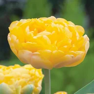 Nasiona i cebule - Tulipan Pełny Yellow Margarita 5 szt Tulipany cebulki tulipanów - miniaturka - grafika 1