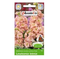 Nasiona i cebule - LEWKONIA letnia ŁOSOSIOWA Bara nasiona kwiatów 0,5g - miniaturka - grafika 1