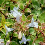 Kwiaty doniczkowe i cięte - Abelia wielkokwiatowa 'Sparkling Silver' (Abelia grandiflora) Doniczka 2.0L - miniaturka - grafika 1