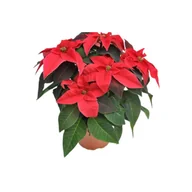 Kwiaty doniczkowe - Poinsecja Princettia 3-4 pędowa don. 12 cm czerwona - miniaturka - grafika 1