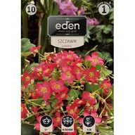 Nasiona i cebule - Szczawik Deppei 10 sztuk Eden - miniaturka - grafika 1