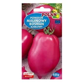 Nasiona i cebule - Pomidor malinowy owalny BOSMAN nasiona 0,5g - miniaturka - grafika 1