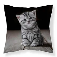 Pościel dla dzieci - Detexpol Poszewka dekoracyjna 40x40 kotek szary MF050 A poszewka 3D z motywem kota - Fun Dreams - miniaturka - grafika 1