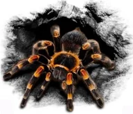 Akcesoria motoryzacyjne - Naklejka Na Auto Pająk 18,5x15,5 cm 1/04136 - miniaturka - grafika 1