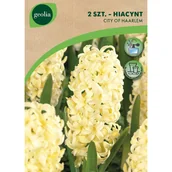 Nasiona i cebule - Hiacynt City of Haarlem 15/16 2szt. Cebulki kwiatów Geolia - miniaturka - grafika 1