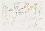 Plakaty - Galeria Plakatu, Plakat, Studies of Meadow Flowers, Samuel Colman, 42x29,7 cm - miniaturka - grafika 1