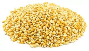 HORECA - SUROWCE POPCORN (ZIARNO KUKURYDZY) BIO (SUROWIEC) (25 kg) 2 - Zdrowa żywność - miniaturka - grafika 1