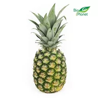 Owoce świeże i suszone - ŚWIEŻE ANANAS ŚWIEŻY BIO (około 1,00 kg) - miniaturka - grafika 1