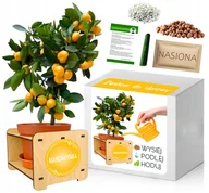 Nasiona i cebule - Zestaw do Uprawy MANDARYNKA miniaturowa drzewko - miniaturka - grafika 1