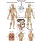 Mapy i plansze edukacyjne - Tablica anatomiczna - Układ limfatyczny (ENG/DE) - 70x100 cm - miniaturka - grafika 1