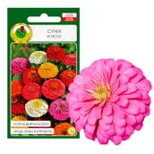 Nasiona i cebule - CYNIA KOBOLD MIESZANA DŁUGO KWITNIE NASIONA - miniaturka - grafika 1